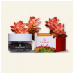 2hr aquarist apt jazz - large 54 caps-2hr-aquarist-apt-jazz-large-54-caps-171125-318197-171125.png