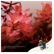 2hr aquarist apt jazz - large 54 caps-2hr-aquarist-apt-jazz-large-54-caps-171125-318199-171125.png