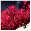 2hr aquarist apt jazz - large 54 caps-2hr-aquarist-apt-jazz-large-54-caps-171125-318201-171125.png