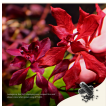 2hr aquarist apt jazz - large 54 caps-2hr-aquarist-apt-jazz-large-54-caps-171125-318203-171125.png