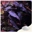 2hr aquarist apt sky plus - 150g-2hr-aquarist-apt-sky-plus-150g-171130-318233-171130.png